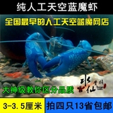 纯人工天空蓝魔虾苗水族宠物虾淡水观赏虾龙虾鳌虾活体3-3.5厘米