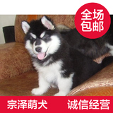 【宗泽犬业】热销出售阿拉斯加雪橇犬 纯种 阿拉斯加幼犬 宠物狗0