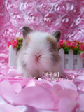 【橘子家】极品甜馨同款 安哥拉盖脸猫猫兔 宠物兔活体兔宝活体