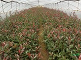 新采红叶石楠种子 红罗宾 鲁宾斯 绿化行道灌木 彩色苗木 批发