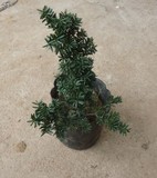 曼地亚红豆杉树苗 室内盆栽 吸甲醛四季常青超值送肥料