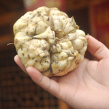 正宗龙山农家自产纯天然新鲜百合食用优质蒜脑薯散装500g山丹