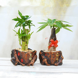 绿植|坚持+奋斗陶瓷花盆 组合盆栽| 植物 办公室桌面花草