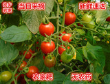 密云新鲜圣女果 小西红柿 小番茄 非转基因 农家肥 应季蔬菜水果