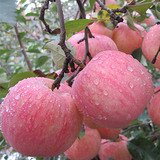 山东烟台红富士 新鲜脆甜 有机栖霞苹果 初级农产品特产 5斤包邮