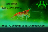 小樱花虾（未长大的小体樱花虾 买5送1）/活体发全国及香港