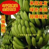 广西容县香蕉新鲜水果无催熟剂保鲜剂农家自种非粉蕉5斤全国包邮