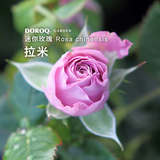 DOROQ多洛库【迷你玫瑰】玫瑰蔷薇盆栽带花苞微型月季拉米花卉