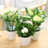 栀子花竹柏万年青绿植盆栽花卉绿色自吸水培植物办公室内桌面小盆