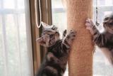 家养英短美短纯种猫美国短毛猫银虎斑标准斑美短小猫咪MM