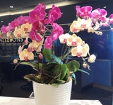 蝴蝶兰花大苗办公室内桌面盆栽花卉绿植除甲醛净化空气当年开花