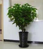 实拍平安树盆栽平安树大型绿植室内盆栽花卉客厅办公室 特价小苗