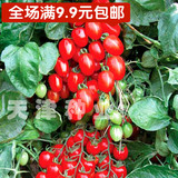 天津种业-红圣女种子-水果番茄 西红柿 蔬菜籽种子-9.9元包邮