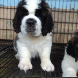 双赛级血统家养宠物狗 纯种巨型圣伯纳犬 救援护卫活体幼犬出售12
