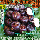 广西荔浦特产5件起包邮青山镇新鲜蔬菜大马蹄荸荠地栗乌芋1件5斤
