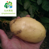 2016年农家肥蔬菜的 青岛同城配送 新鲜农 产品 土豆特价2斤10元