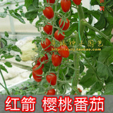 农科院【红箭樱桃番茄种子】红圣女果 可水培番茄 口感好車喱茄