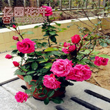 玫瑰花苗大花进口绿植盆栽植物室内花卉 赛牡丹 月季蔷薇趣味
