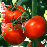 蔬菜种子 大番茄种子 阳台盆栽果蔬 庭院种植菜籽 西红柿种子