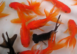 批发金鱼活体5-8cm左右观赏长尾鲫 日本纯种 宠物冷水鱼淡水鱼