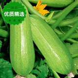 蔬菜新鲜 有机蔬菜配送 农家肥 西葫芦 茭瓜 2斤10元 青岛 包邮