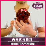 【跳跳山庄】泰迪专卖店 出售纯种 玩具泰迪 茶杯泰迪熊犬 贵宾犬