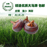 【天天特价】马蹄 桂林特产新鲜蔬菜优质青山马蹄荸荠13-18个/斤