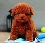 出售纯种泰迪犬幼犬 长不大的茶杯玩具泰迪犬迷你型贵宾宠物狗狗e