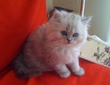 芳芳私家名猫银灰色金吉拉小猫，大眼，打完疫苗家驱虫mao