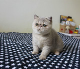 【已转】CFA 蓝乳色加菲女孩/ 纯种 加菲猫宠物 幼猫 异国短毛猫