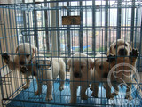 上海家养纯种拉布拉多犬幼犬有多只公母均有全国发货
