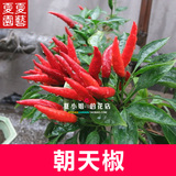 朝天椒 小米辣椒蔬果水果蔬菜种子家庭阳台盆栽 种菜 约200粒1克