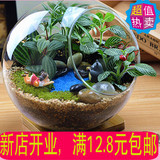 苔藓微景观生态瓶办公室桌面植物创意奇趣绿植迷你盆栽摆件