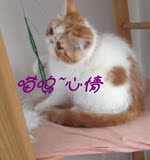 宠物猫活体加菲猫纯种宠物猫咪异国短毛猫加菲猫（已定)