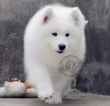 萨摩耶犬包纯种健康 宠物狗萨摩耶幼犬狗狗 微笑天使 纯种赛级犬