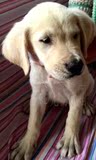 拉布拉多犬 纯种幼犬 寻回犬 宠物狗出售 公母均有 包三个月