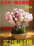 樱花苗 庭院 室内盆栽植物 日本樱花树苗 三年苗1株包邮 送肥料