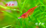 A级观赏虾活体虾宠物虾成年樱花虾玫瑰虾40只/组除藻虾包邮免包装