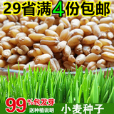 小麦芽苗菜种子豆芽机专用回春水榨汁无土栽培绿色小麦草种子包邮