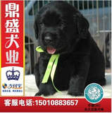 犬舍出售黑色赛级拉布拉多幼犬狗狗纯种健康宠物狗带血统皇冠店T3