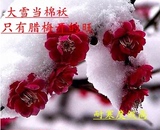【天天特价】梅花盆栽 红梅花 腊梅树苗盆景 梅花苗乌梅 嫁接红梅