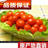 东北农家无公害小西红柿圣女果新鲜水果蔬菜果小红番茄2斤起包邮