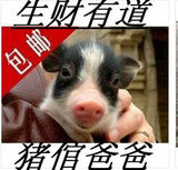 泰国迷你小香猪宠物猪巴马小香猪 纯种猪宠物猪（母猪）种猪