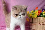 加菲猫宠物猫活体/纯种短毛幼猫幼崽/红白DD弟弟公猫