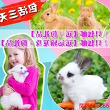 自家繁殖宠物兔子活体纯种迷你兔宝宝侏儒兔小白兔包邮送运输笼