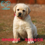 上海出售纯种宠物狗纯种拉布拉多幼犬寻回猎犬导盲犬支持淘宝交易