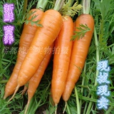 新鲜现拔胡萝卜农家自种非转基因有机绿色红萝卜新鲜蔬菜小人参