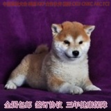 出售纯种柴犬 柴犬幼犬出售纯种日本秋田犬家养健康包邮宠物狗狗