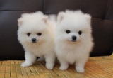 南京博美幼犬纯种哈多利球形体/小体白色黄色博美犬出售宠物狗