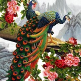 高清画芯孔雀素材无框画国画家装客厅卧室壁画富贵图花鸟花卉动物